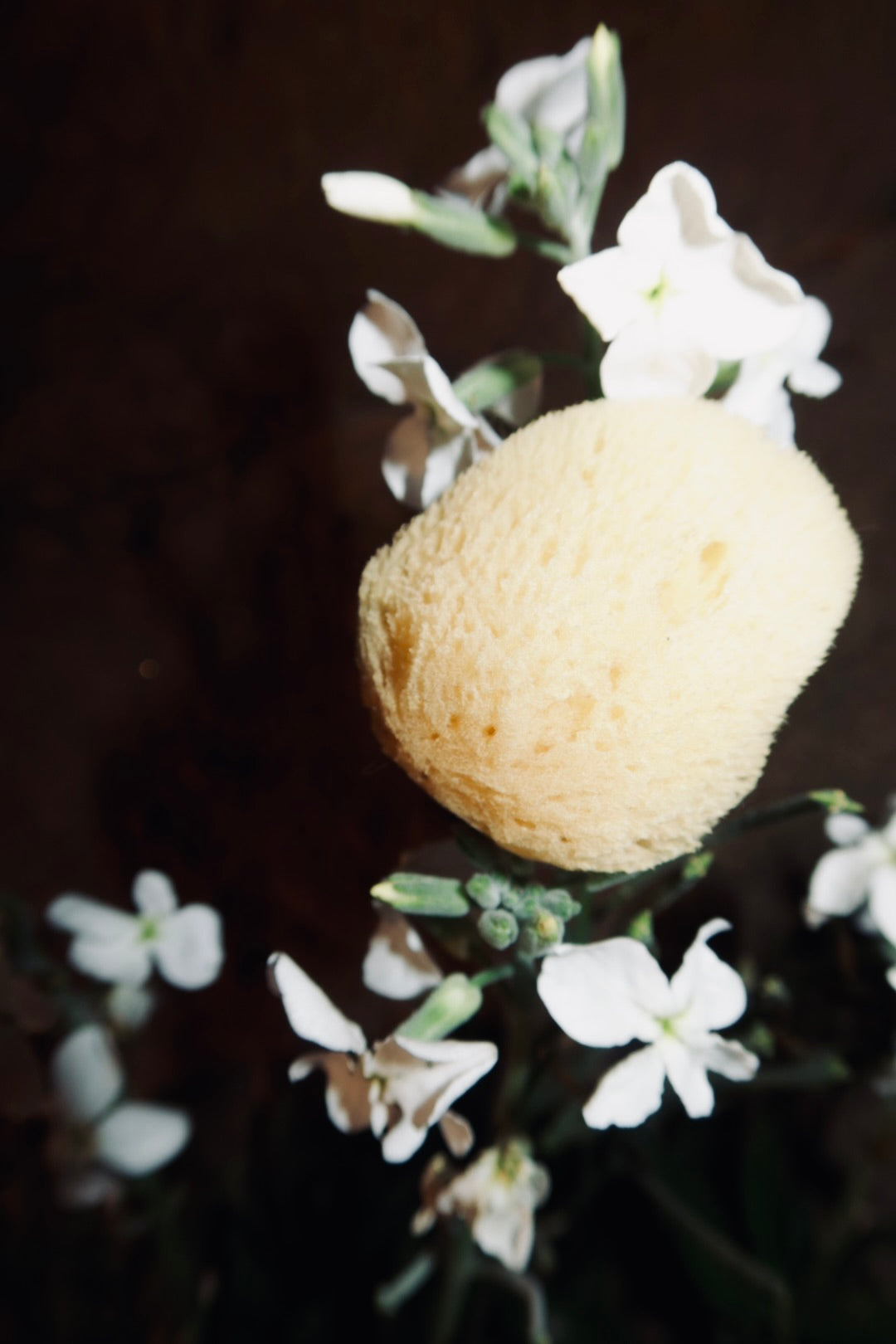 Natural Sea Sponge for Face and Body