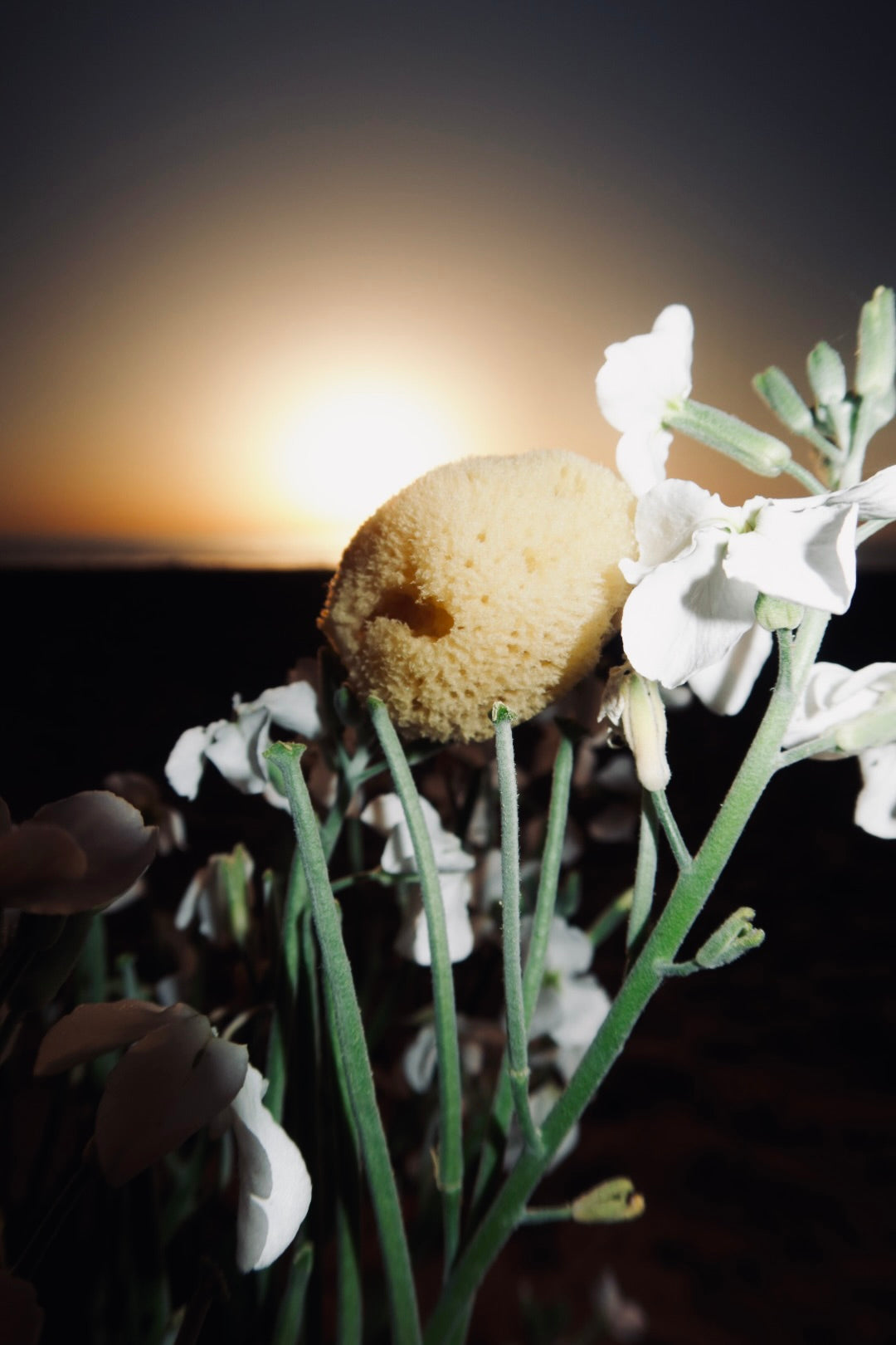Natural Sea Sponge for Face and Body