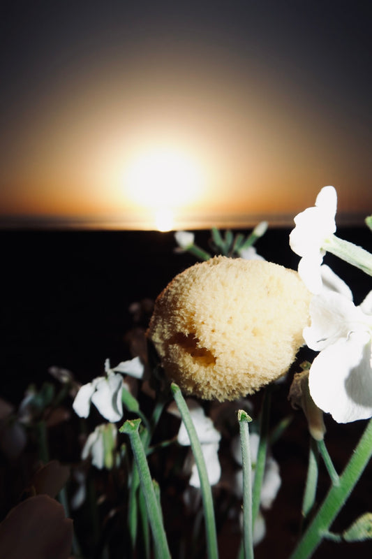 Natural Sea Sponge for Face and Body