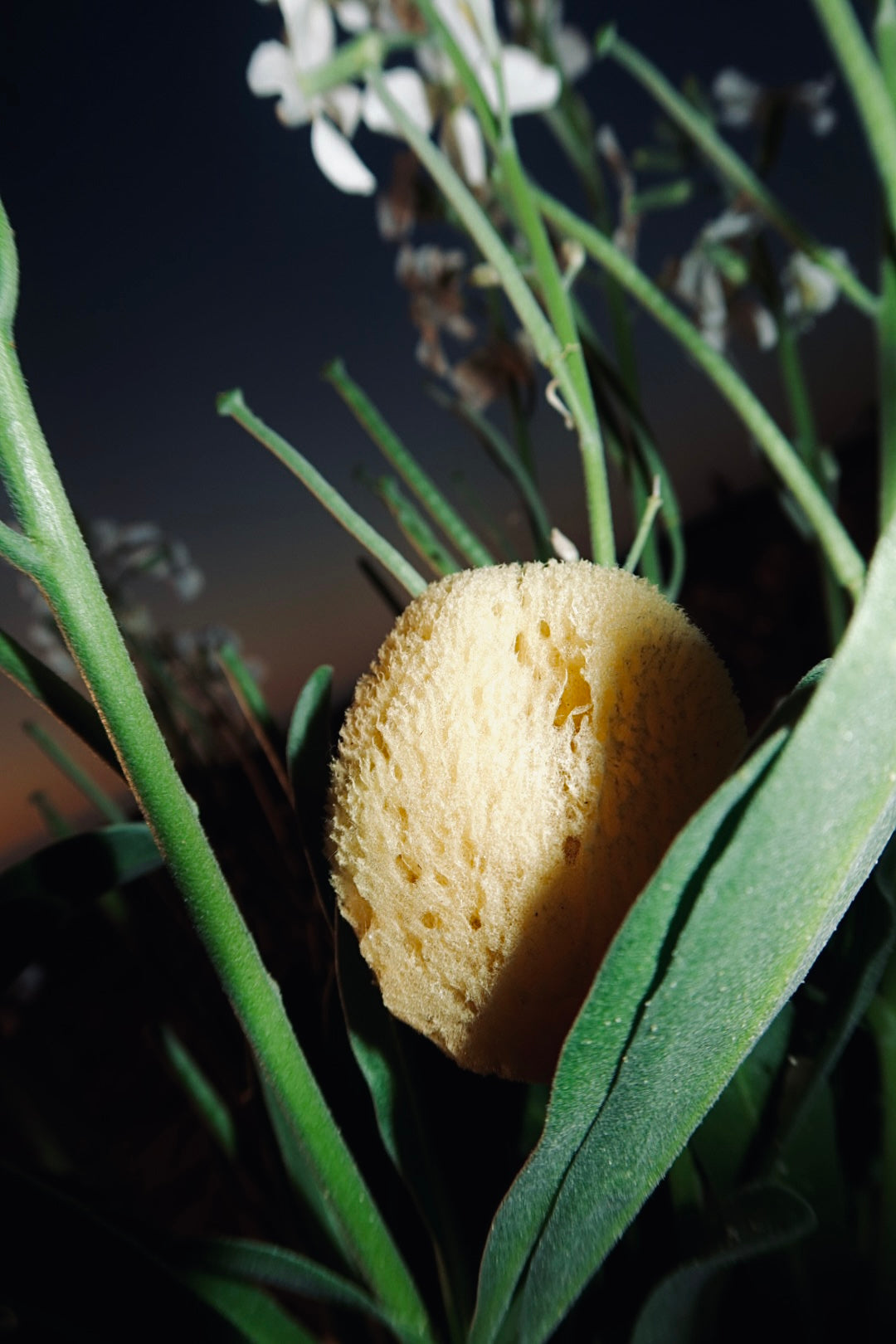 Natural Sea Sponge for Face and Body