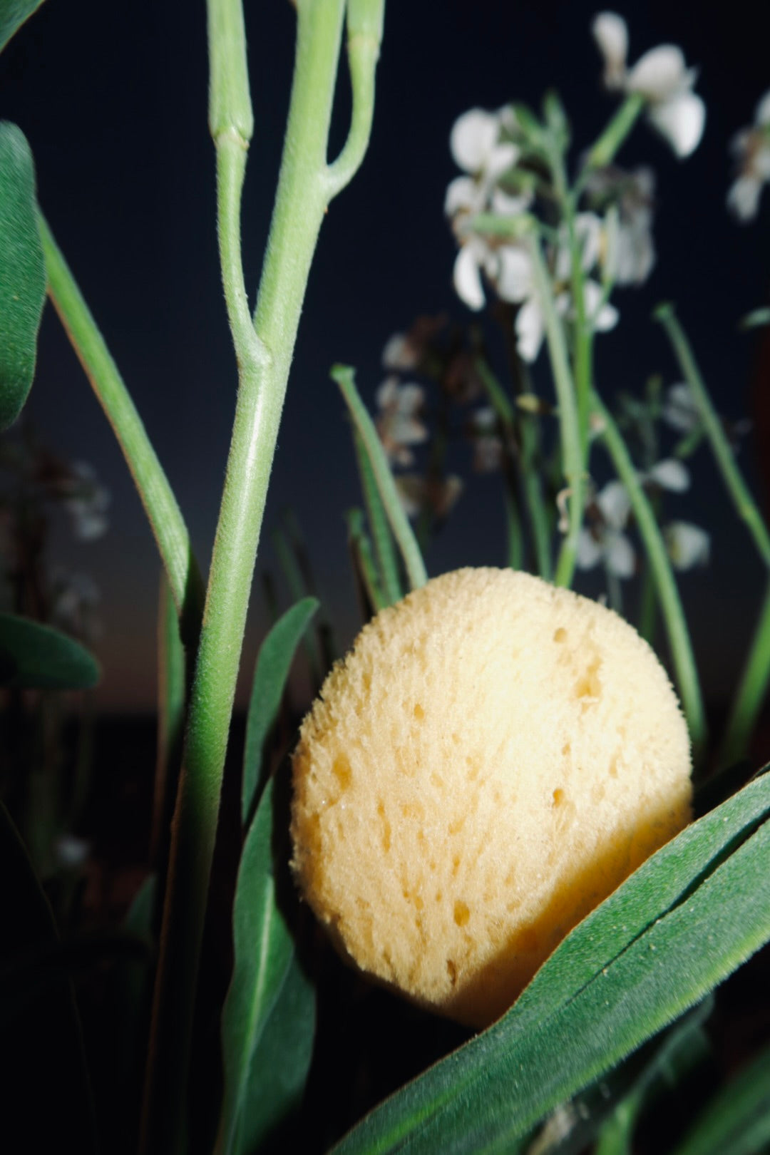 Natural Sea Sponge for Face and Body