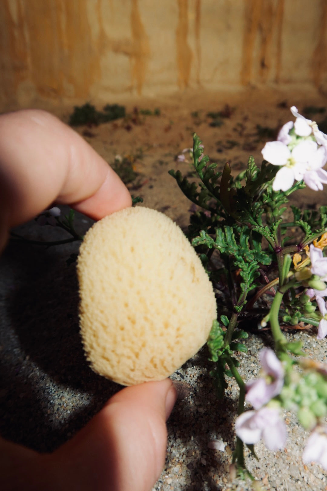 Natural Sea Sponge for Face and Body