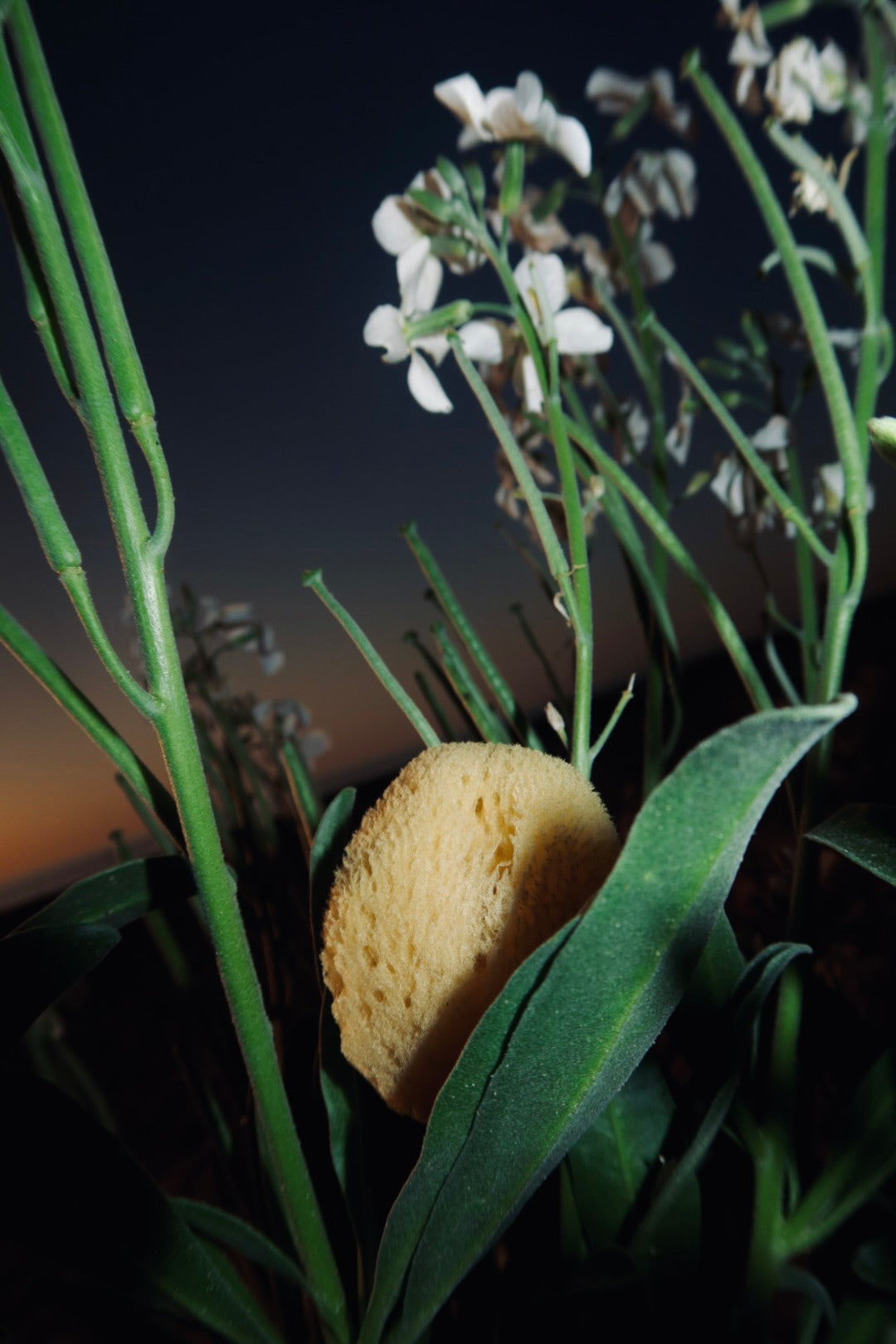 Natural Sea Sponge for Face and Body